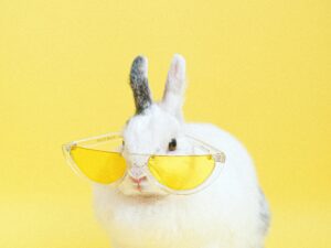 Pet Grooming Appointment System